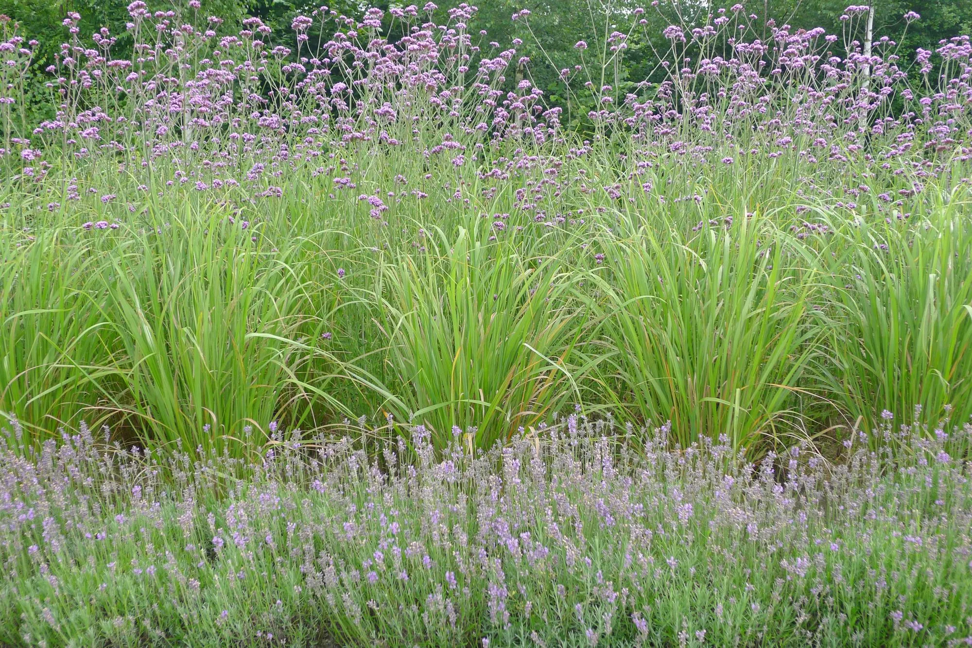 Natuurlijke villatuin in het buitengebied