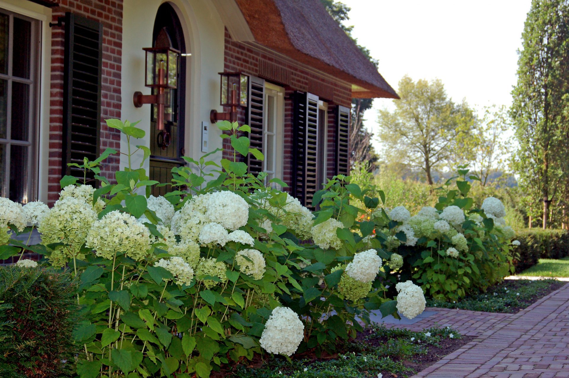 landelijke tuin witte hortensia's