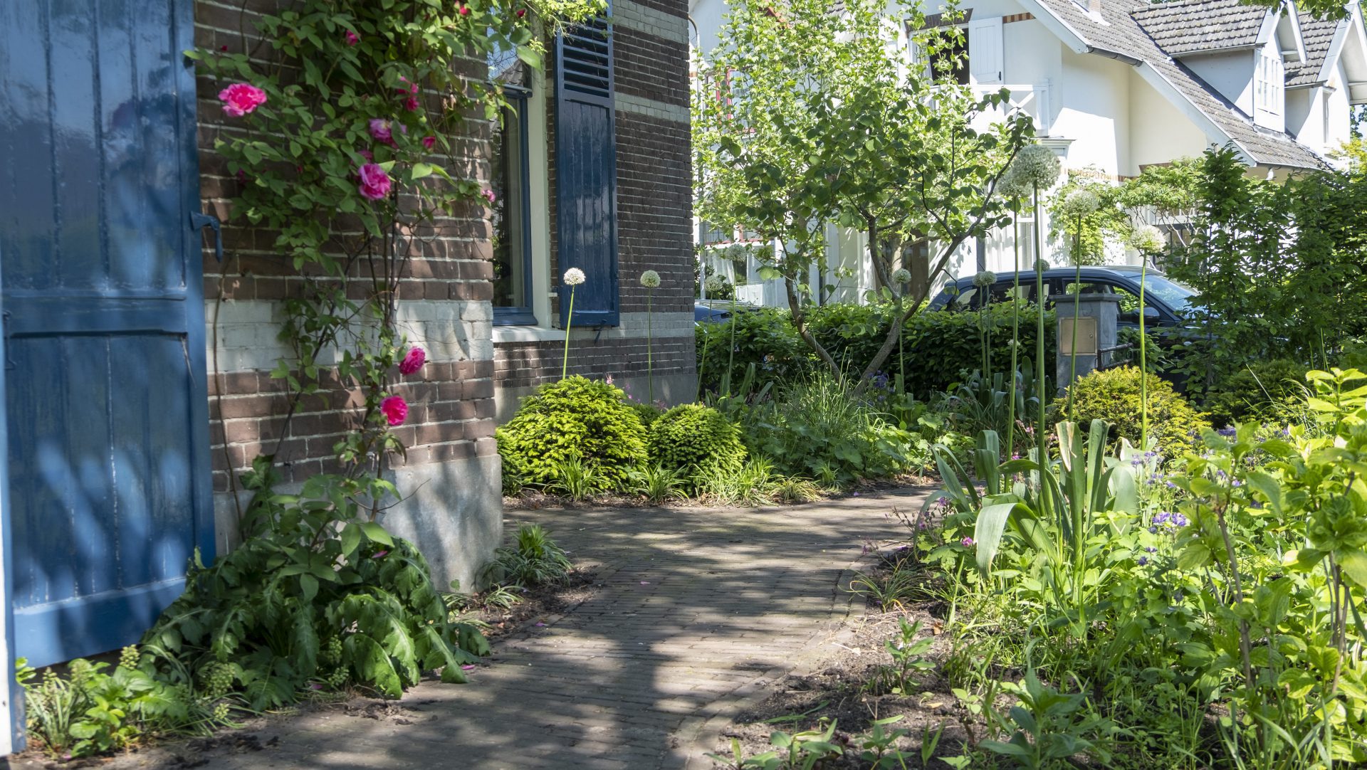 Romantische tuin rozen alliums