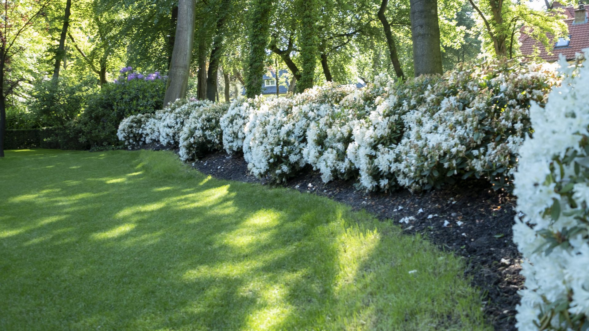 Witte rhodondendrons