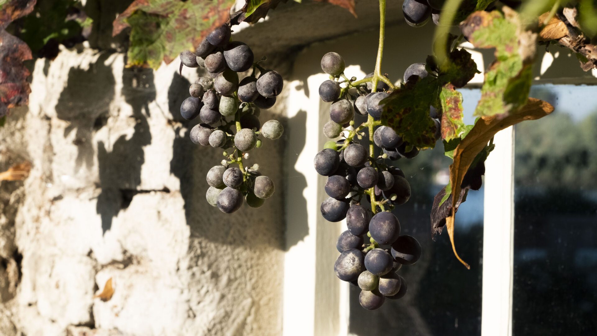 druiven tegen muur in binnentuin